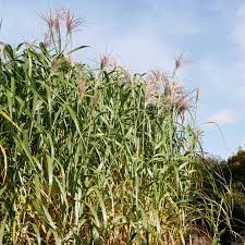 A biomass crop in illinois; Miscanthus X Giganteus Miscanthus X Longiberbis