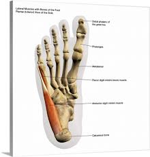 The skeletal system anatomical chart poster print. 3d Rendering Of Lateral Muscles And Bones Of The Human Foot With Labels Wall Art Canvas Prints Framed Prints Wall Peels Great Big Canvas