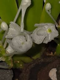 Image result for Podangis dactyloceras