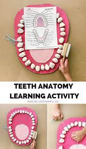 Teeth Mouth Anatomy Learning Activity Hello Wonderful Brushing Teeth Activities Hygiene Activities Learning Activities