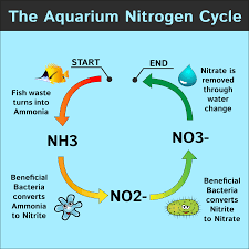 How To Lower Nitrates In Your Aquarium Easy Best Methods