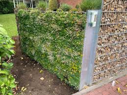 Pflanzen Gabione Mit Sedum Teppich Pflanzen Gartenecke Stauden