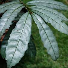 Image result for Ardisia staudtii