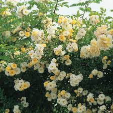 Maybe you would like to learn more about one of these? Goldfinch Climbing Roses Types Of Roses Rose