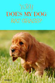 Why Does My Dog Eat Grass Dog Advice Dog Eating Dogs