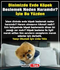 Dinimizde Evde Kopek Beslemek Neden Haramdir Iste Bu Yuzden