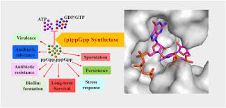 Learn now, for the first time, fixed though often not very stringent criteria for appointment began to play a. Stringent Response Protein As A Potential Target To Intervene Persistent Bacterial Infection Sciencedirect