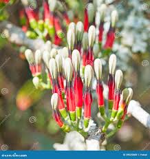 Image result for Loranthaceae