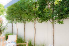 They incorporated my existing fencing and even trees along the fence line with the new fencing i have also met dogs who have become dog or human reactive from running along the fence line when. Outdoor Rooms Vs Open Decks Mouzon Design Backyard Trees Privacy Landscaping Landscaping Along Fence