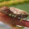 Zikaden, zirpen, auchenorrhyncha, auchenorhyncha, cicadina, ordnung der insekten, die zusammen mit den pflanzenläusen (sternorrhyncha) und heteropteroidea (= wanzen plus der. 1