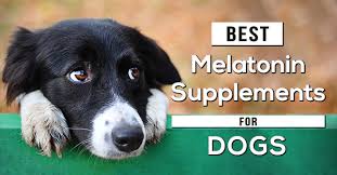 Maybe you would like to learn more about one of these? The Best Melatonin Supplements For Dogs In 2021