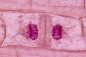 Check spelling or type a new query. The Stages Of Mitosis And Cell Division
