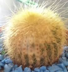 So, what was the reason in your case? Why Is My Cactus Turning Yellow Succulent Alley