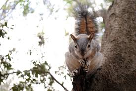 When it comes to establishing residence, squirrels are persistent. How To Get Rid Of Squirrels In The Attic
