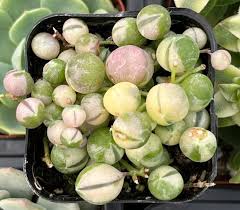 Image result for Senecio subsessilis