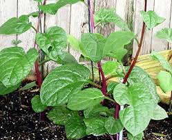 Learning how to grow spinach is simple! How To Grow Spinach Gardener S Path