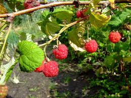 Image result for Rubus iringanus