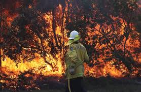 Why Are Our Rainforests Burning Pursuit By The University Of Melbourne