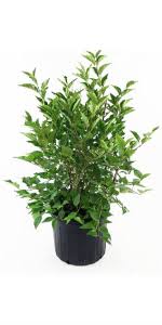See full list on thespruce.com Amazon Com Syringa Pub Subsp Patula Miss Kim Lilac Shrub Lavender Flowers 2 Size Container Garden Outdoor