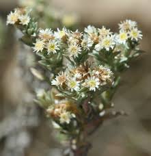 Image result for Helichrysopsis