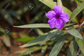 Image result for Acanthaceae