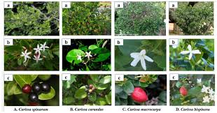 Image result for Carissa spinarum