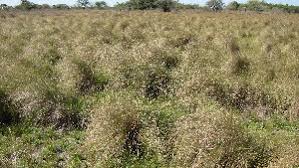 Image result for Elionurus muticus