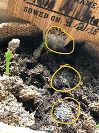 Cinnamon contains a natural and very effective fungicide which will once the fungus has cleared up, there is no need to continue applying the ground cinnamon to the. Sprouting New Trees From A Bonsai Kit Just Noticed There Is White Fuzzy Mold Growing On Almost All 4 Of Them Should I Be Concerned Bonsai