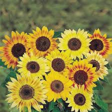 Jual bibit bunga matahari mini benih biji sunflower little leo via jualbenihtanaman.com. 15 Jenis Bunga Matahari Terindah Untuk Ditanam Di Halaman