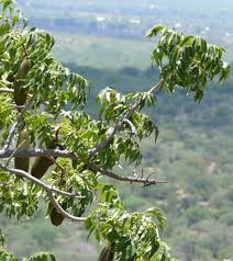 Image result for Entandrophragma caudatum