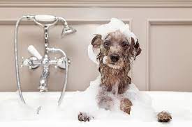If you do need to use baby shampoo on your dog, ensure that you rinse him thoroughly to ensure that you get all of it out when the scrubbing part is done. How To Bathe A Dog How To Wash A Dog At Home According To A Vet
