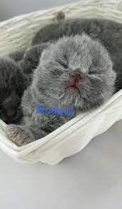 Bleupaws British Shorthair Singapore British Shorthair