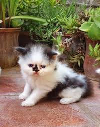 I was sitting by them so they wouldn't slip on what they were sleeping on and dreaming of dogs and/or puppies suggest loyalty, as in man's best friend. For Sale Persian Cat Male Kitten Mobile Dreams Pets Nagercoil Facebook