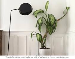 Maybe you would like to learn more about one of these? Air Layering Taking Big Houseplants Down A Notch Laidback Gardener