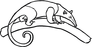 Bring this guy to life with your coloring skills. Anteater Coloring Page Coloring Home