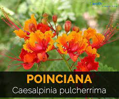 Poinciana Facts And Medicinal Uses Birds Of Paradise Plant Poinciana Pride Of Barbados