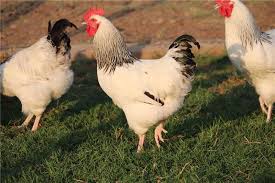 Check spelling or type a new query. Light Sussex Roosters For Sale Chickens Livestock For Sale In Gauteng R 200 On Agrimag