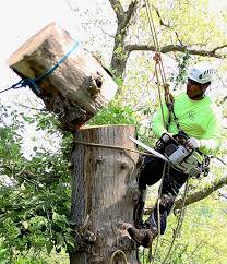 How do i determine their value so i can file for a casualty loss? Tree Removal What You Should Know About Cutting Down Trees