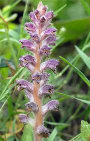 Image result for Orobanche minor