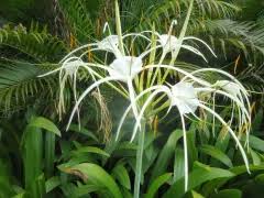Image result for Dissotis speciosa