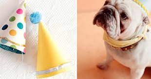 Official Disney Baby Store Shopdisney Dog Birthday Hat Dog Party Hat Dog Party