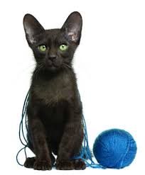 All categories pets & animals cats cats for sale antiques & collectables art baby gear books building & renovation business, farming & industry cars, bikes & boats clothing & fashion computers crafts electronics. Havana Cat Breed Profile Petfinder