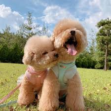 Lancaster puppies has standard poodle puppies for sale. Poodle Mix Puppies For Sale Under 500 Toy Poodle Puppies For Sale Under 600 In 2021 Poodle Puppy Miniature Toy Poodle Puppies Miniature Poodle Puppy
