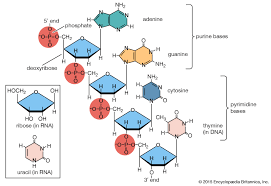 Biomolecule Biology Britannica