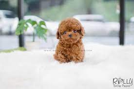Rolly Teacup Puppies Teacup Puppies Cute Teacup Puppies Cute Dogs And Puppies