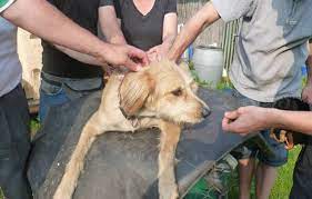 This is something that progresses the genre. Hundeschule Pro Canis Leistungen