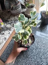 Image result for Ficus triangularis