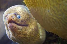 Very Creepy Moray Eel Fish Pet Santa Monica Pier Aquarium Moray Eel