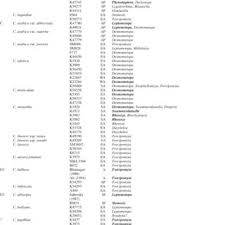 Image result for Riocreuxia chrysochroma