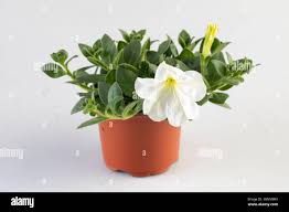 Image result for Petunia axillaris